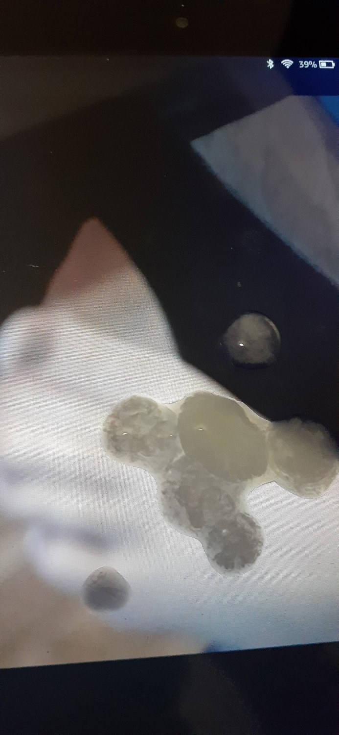 Billie Eilish Cum Tributes #FuRJCbkT